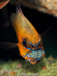 Cardinal fish by Aboy Capili 